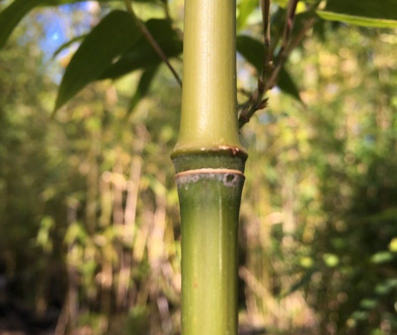 Phyllostachys atrovaginata