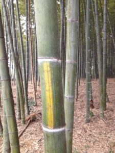 Vente bambou