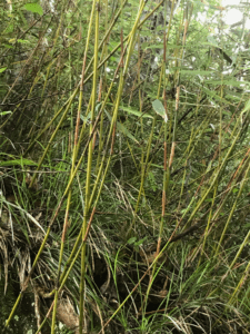 Bambou Auvergne