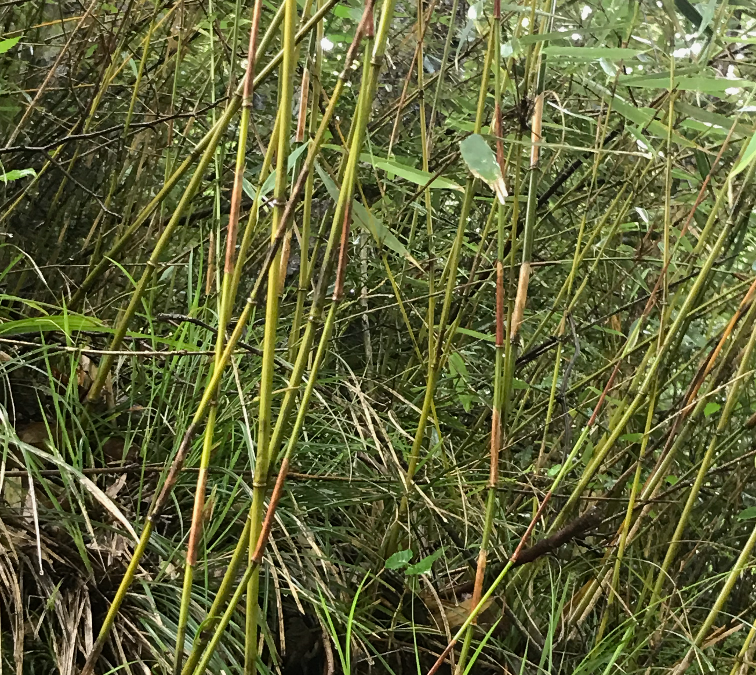 Bambou Auvergne