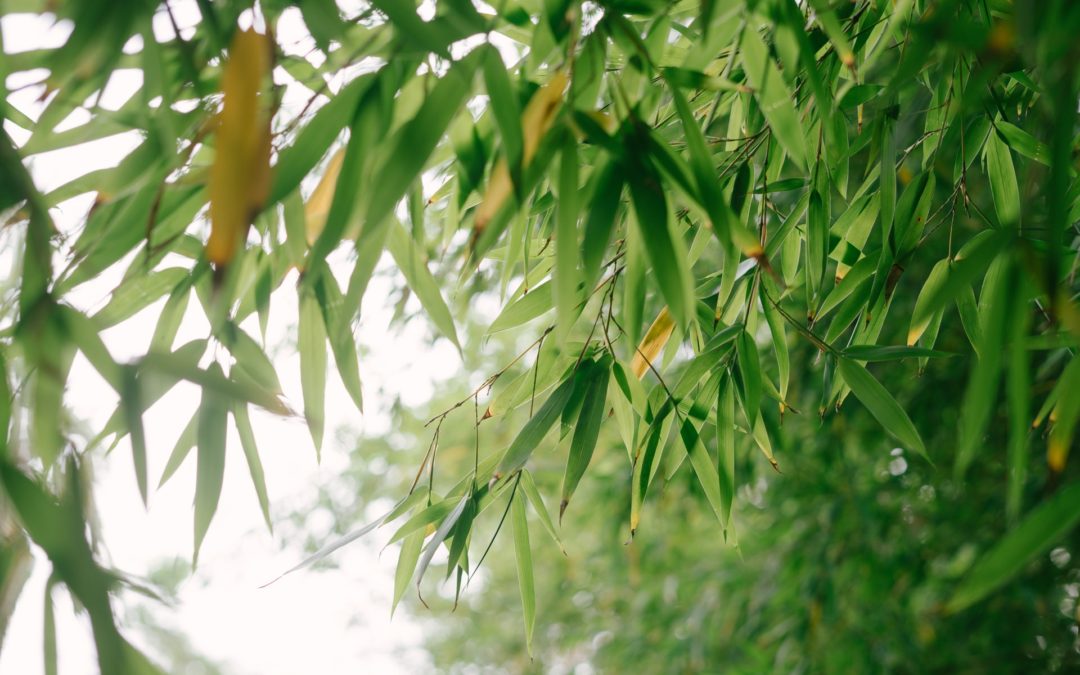 Conseils : planter les bambous en jardinière