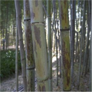 phyllostachys-nigra-boryana-c5-150180