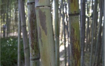 phyllostachys-nigra-boryana-c5-150180