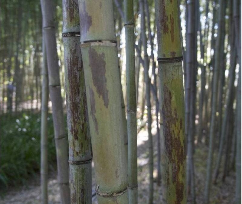 Phyllostachys nigra ‘boryana’