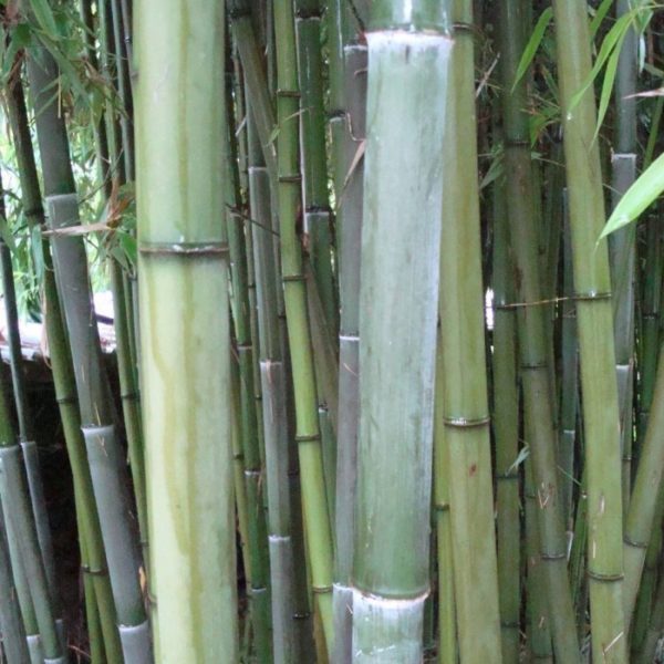 phyllostachys-nigra-henonis-c5-120150cm-2