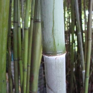 phyllostachys-nigra-henonis-c5-120150cm