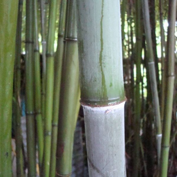 phyllostachys-nigra-henonis-c5-120150cm