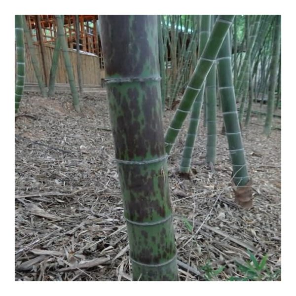 phyllostachys-edulis-mixta-50-graines