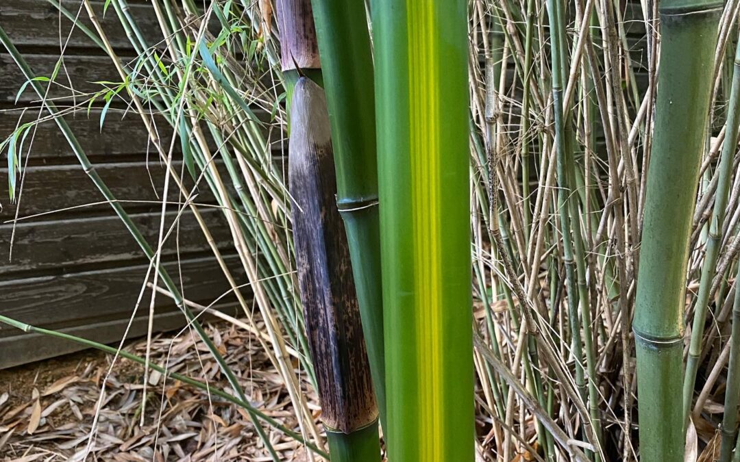 Phyllostachys bambusoides mixta