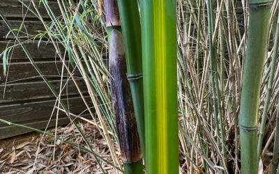 Phyllostachys bambusoides mixta