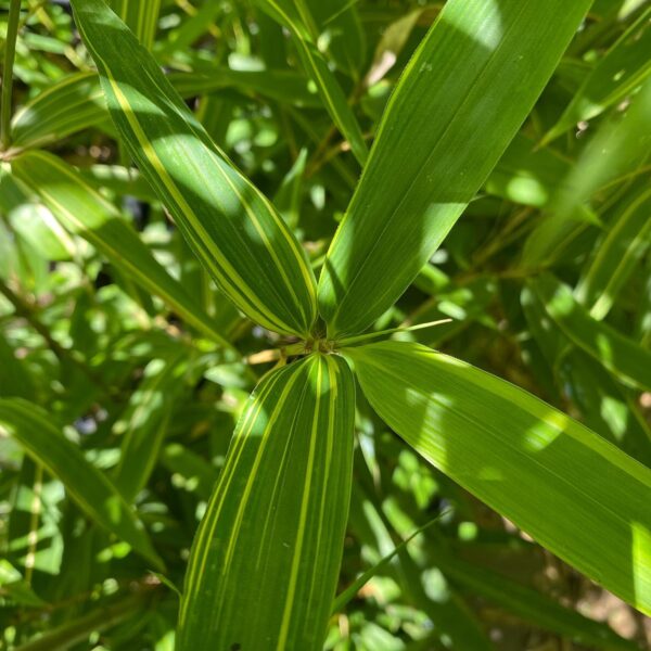 Phyllostachys nigra kiyoshi C30 120/150cm – Image 2