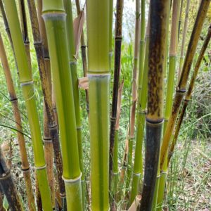 Phyllostachys nigra kiyoshi C15 120/150cm