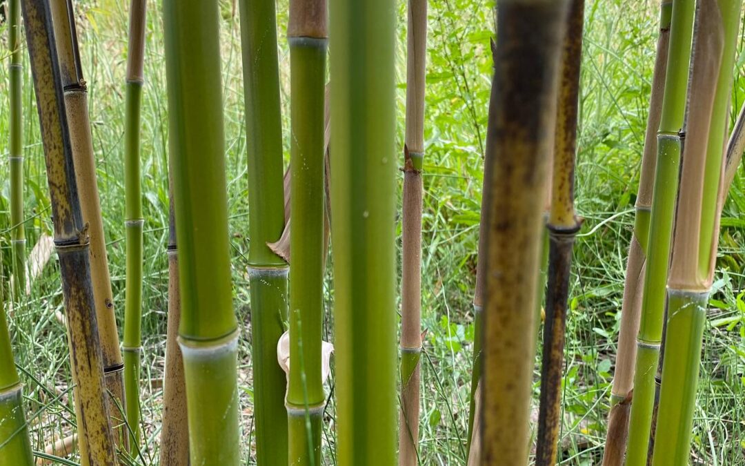 Phyllostachys nigra kiyoshi