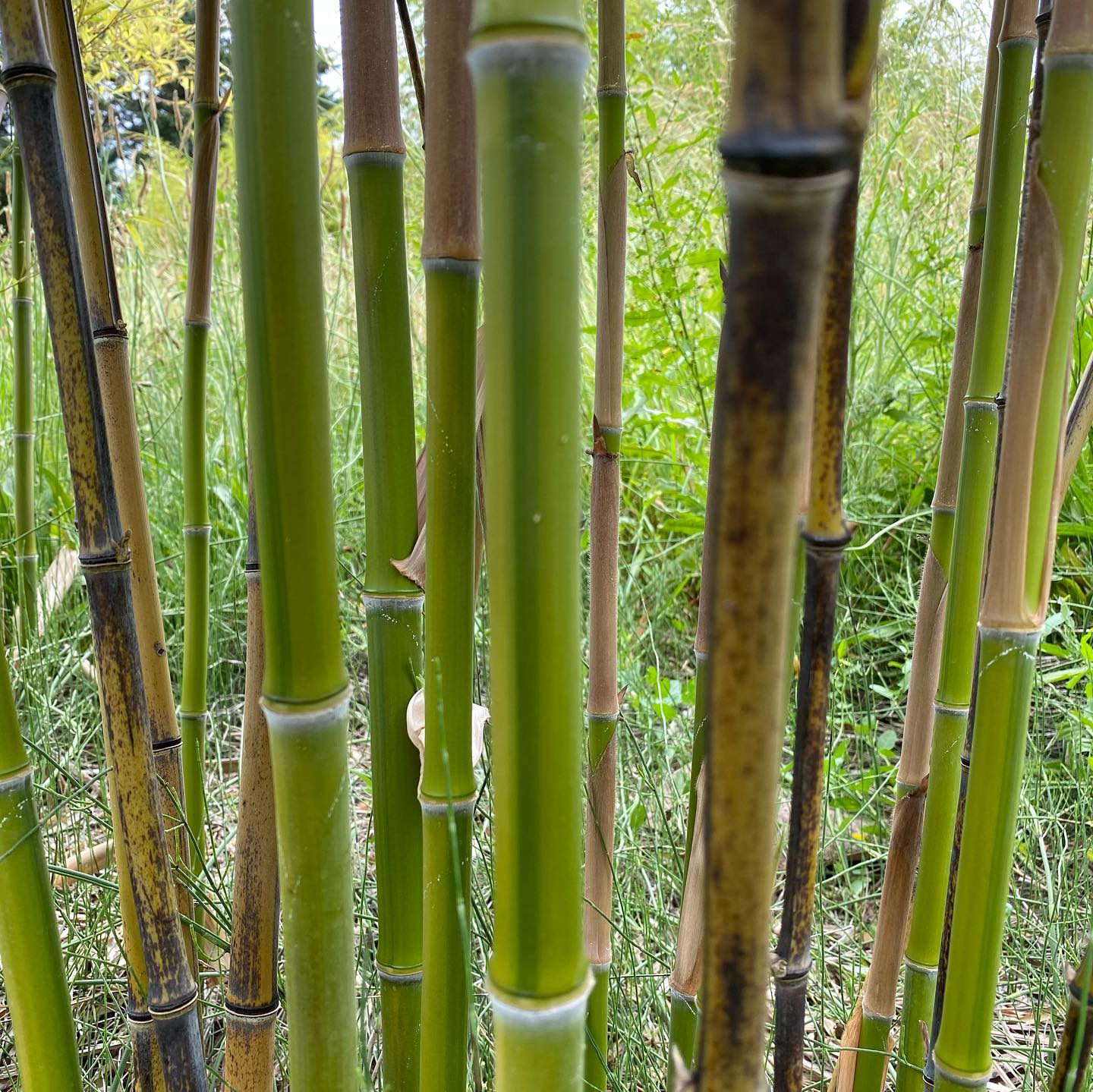 Phyllostachys nigra kiyoshi - Newfi Bambou
