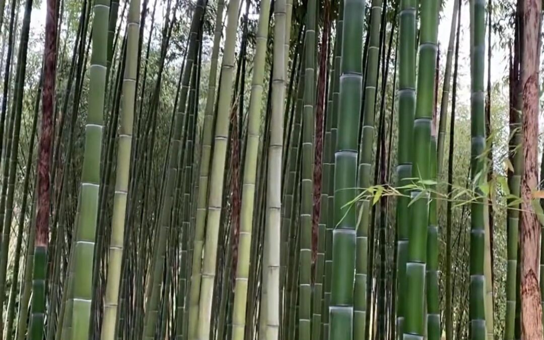 Phyllostachys vivax