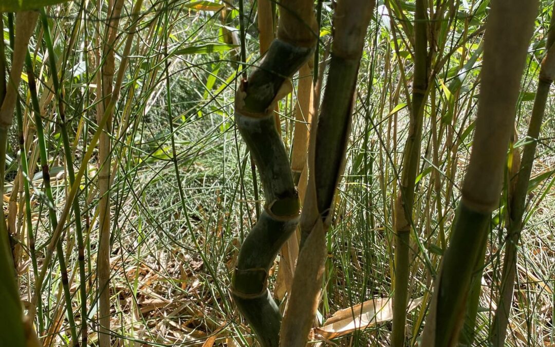 Pleioblastus gramineus monstrispiralis