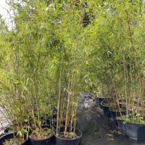 Fargesia nitida C10 150/180cm