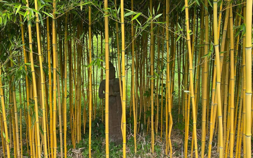 Phyllostachys aureosulcata aureocaulis