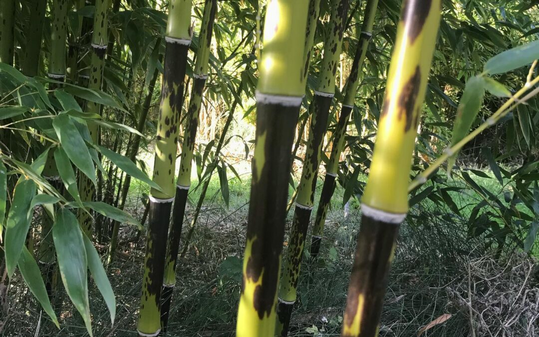 Phyllostachys bambusoides lacrima deae