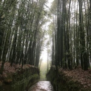 Phyllostachys edulis  C5 90/120cm