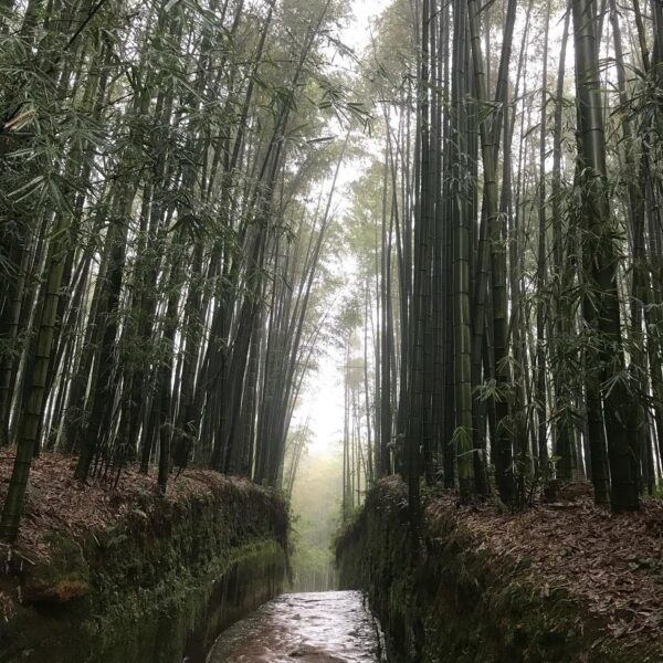Phyllostachys edulis  C5 90/120cm