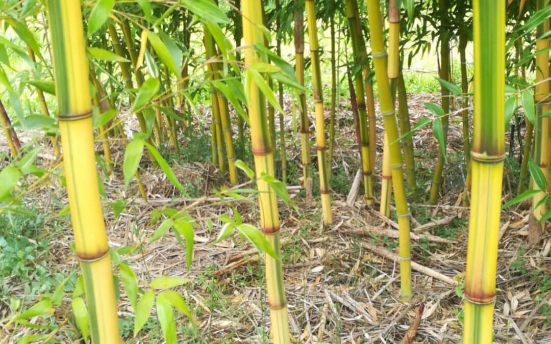 Phyllostachys iridescens heterochroma