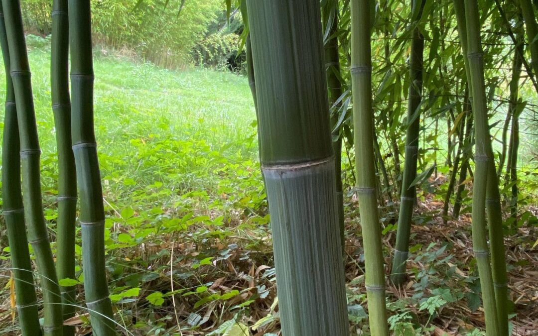 Phyllostachys iridescens