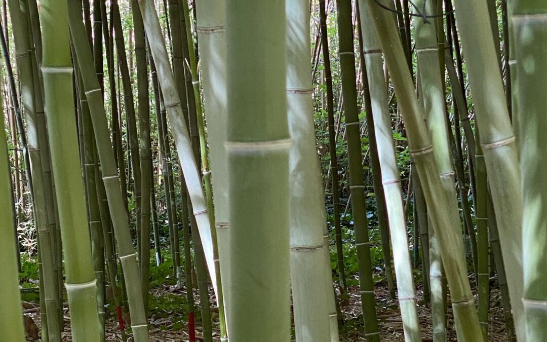 Phyllostachys nigra henonis