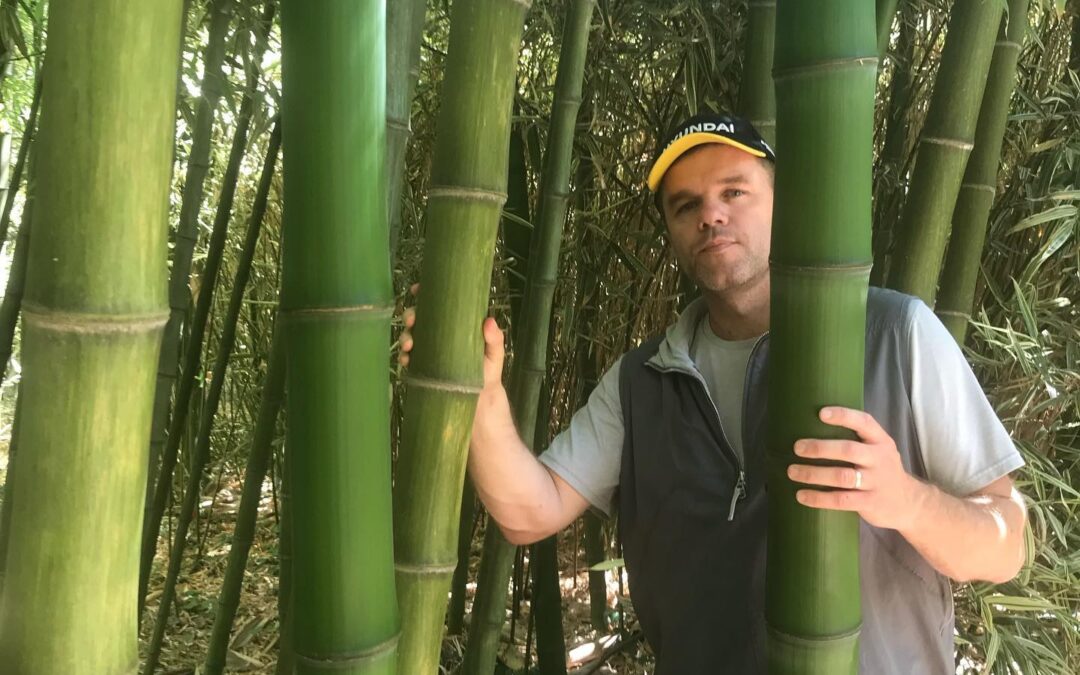 Phyllostachys prominens