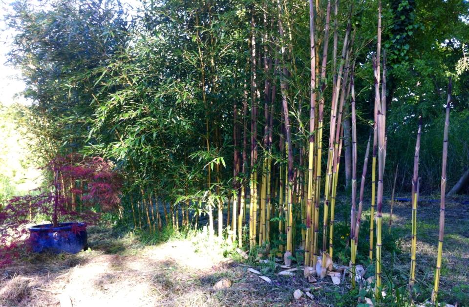 Bambou à cannes jaunes - Phyllostachys vivax 'Aureocaulis' - Le