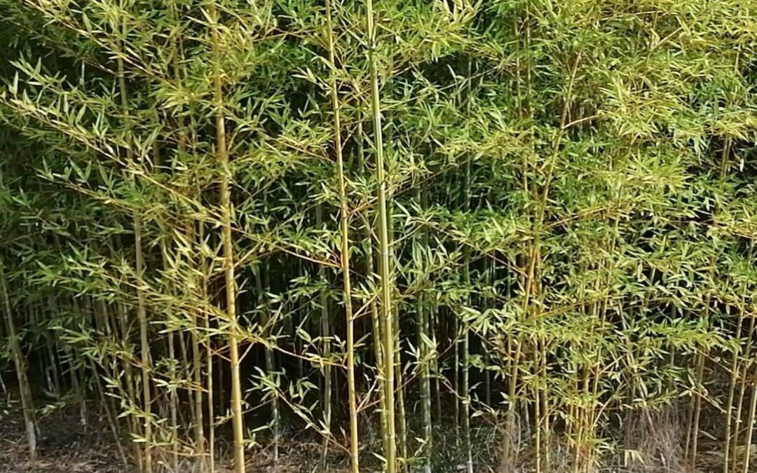 Phyllostachys glauca variabilis