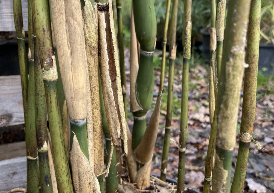 Pseudosasa japonica tsutsumiana