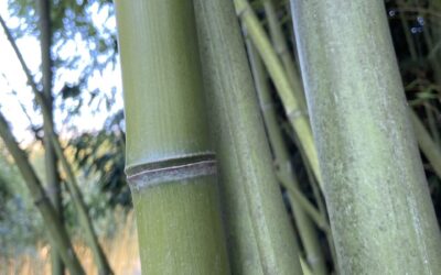 Phyllostachys acuta