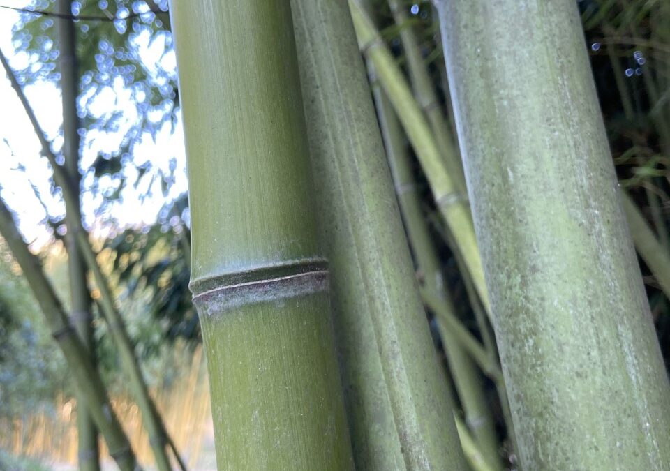 Phyllostachys acuta