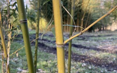 Phyllostachys angusta