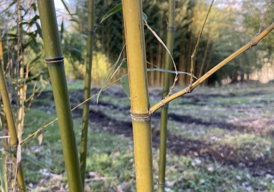 Phyllostachys angusta