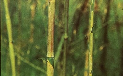 Phyllostachys arcana