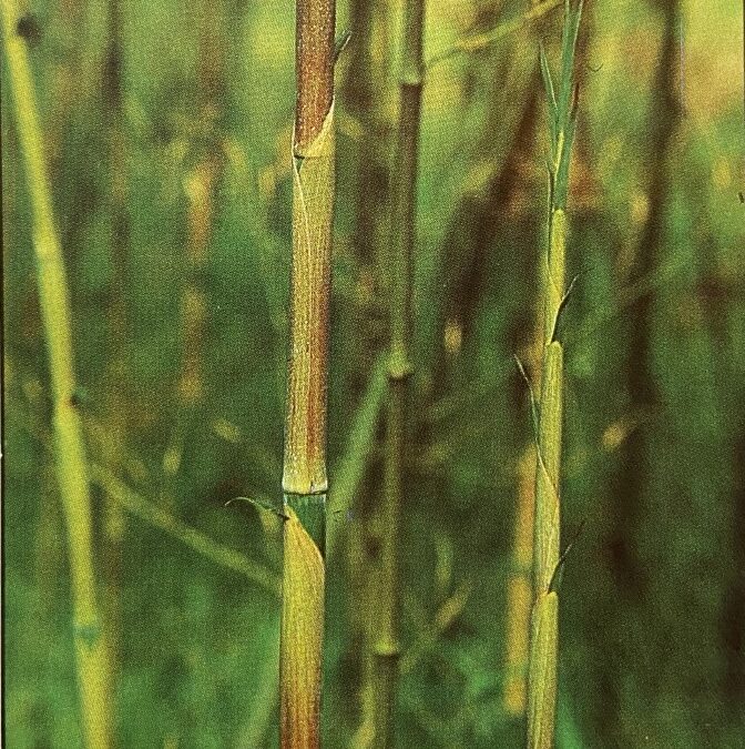 Phyllostachys arcana