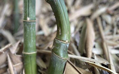 Phyllostachys nidularia