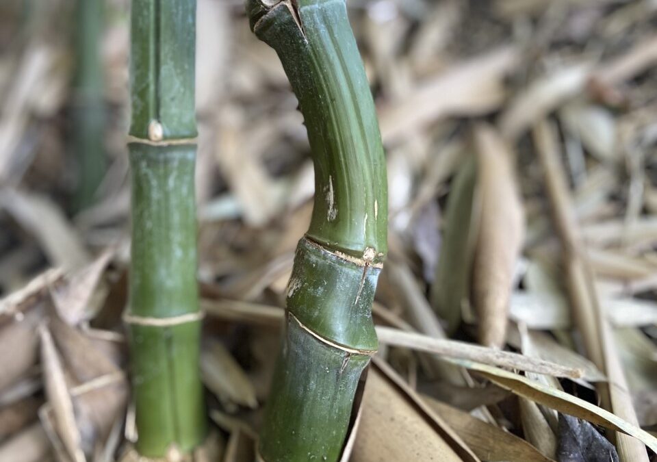 Phyllostachys nidularia