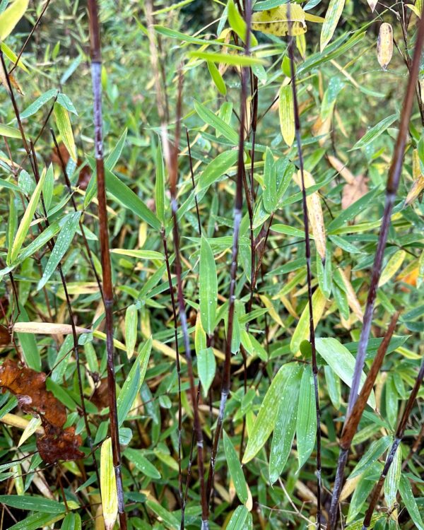 Fargesia demissa Kang C10 90/120cm