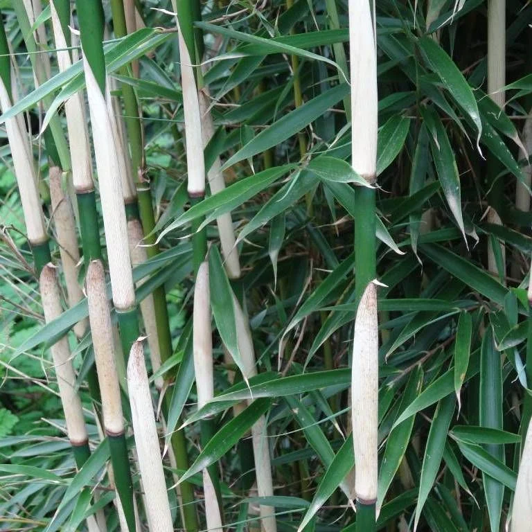 Fargesia robusta Campbell C2,5 60/90cm