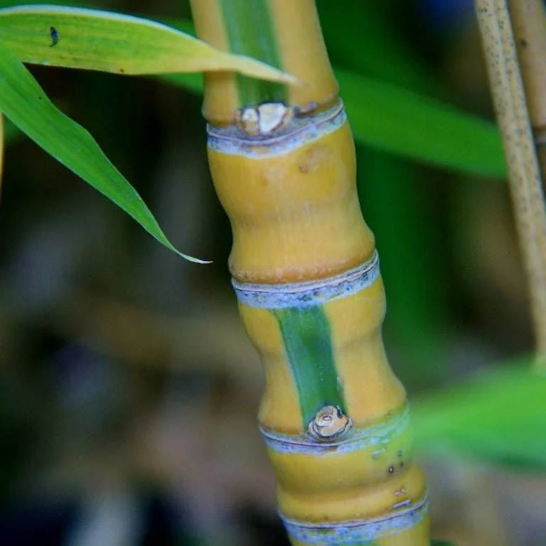 Phyllostachys aurea Koï C18 litres 120/150 cm