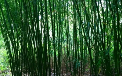 Phyllostachys humilis