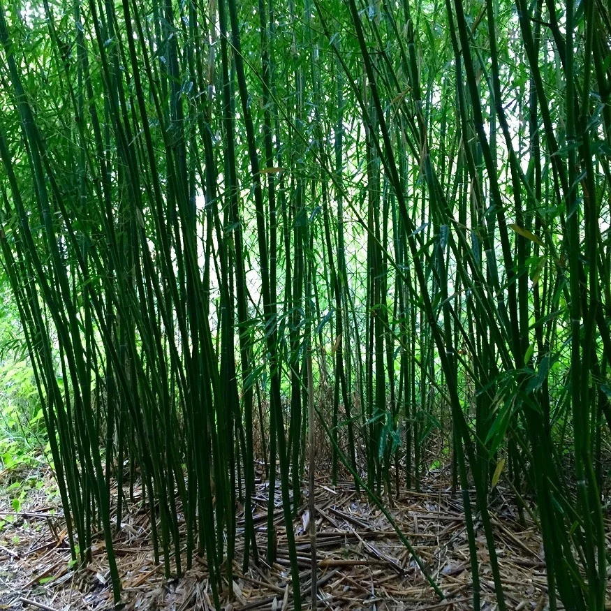 Phyllostachys humilis C7,5 120/150cm