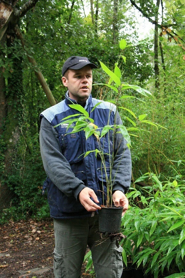 Phyllostachys edulis 'anjiensis' 50 graines