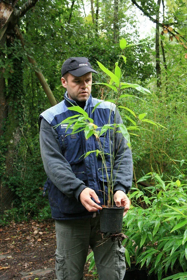 Phyllostachys edulis 'anjiensis' 50 graines