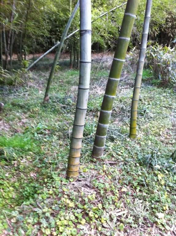 Phyllostachys edulis 'anjiensis' 50 graines