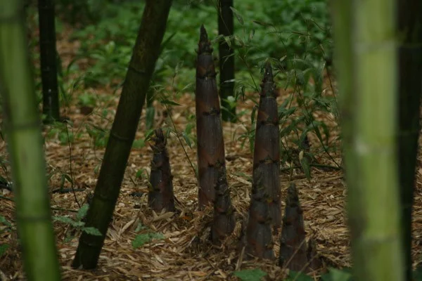 Phyllostachys nigra boryana C10 120/150cm