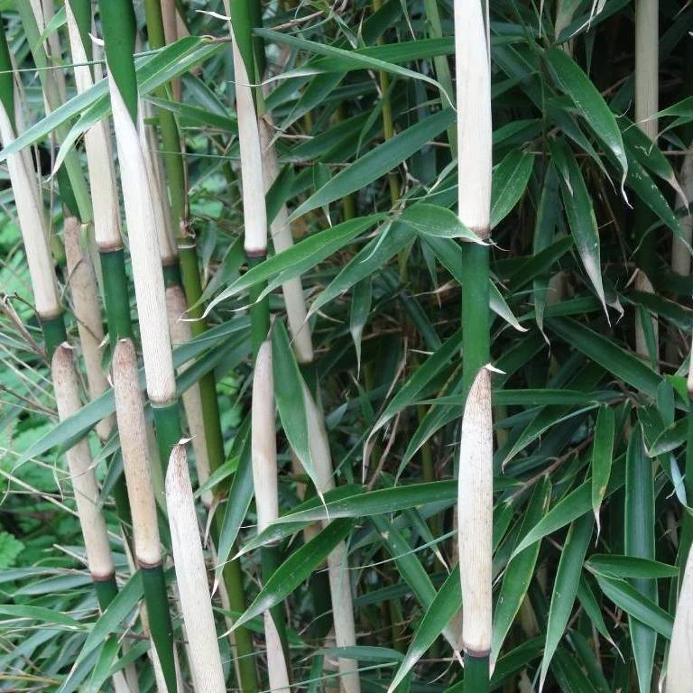 Fargesia robusta 'campbell' C5 90/120cm